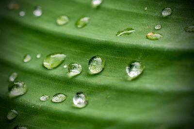 Close-up of water drops on leaf