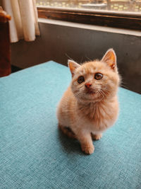 Portrait of cat sitting on floor