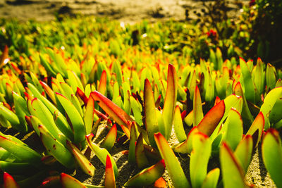 Close-up of flowering plant on field