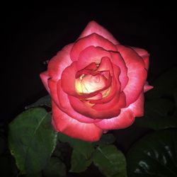 Close-up of rose