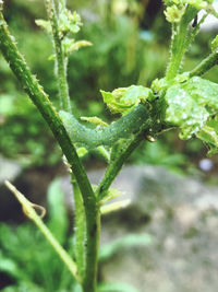 Close-up of insect on plant