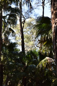 Low angle view of palm trees