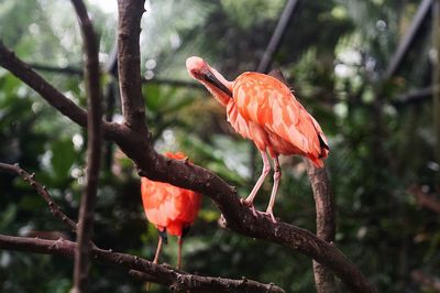 Orange bird perching on a tree
