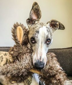 Close-up of dog looking at home