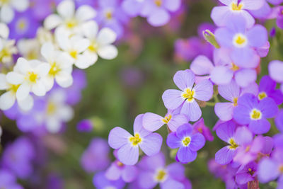 Close-up of purple flowering plants