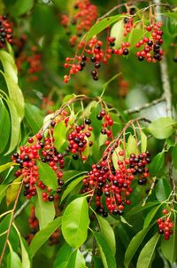 Close-up of berries on tree