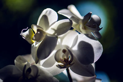 Close-up of white orchid