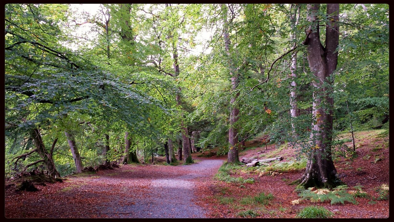 Tollymore forest park