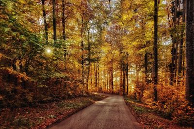 Road amidst trees in forest during autumn