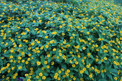 Full frame shot of yellow flowering plants on field