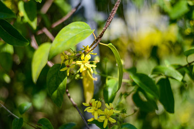 Close-up of insect on plant