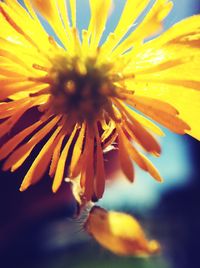 Close-up of yellow flower