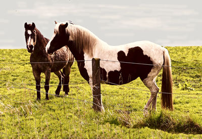 Horses in the field