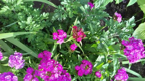 High angle view of pink flowering plants