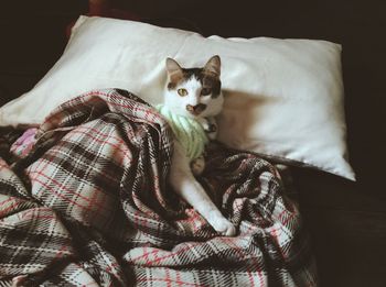 Cat relaxing in bed at home