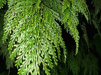 Close-up of leaves on tree