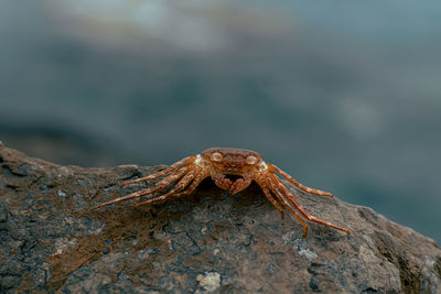 Close-up of lizard on rock