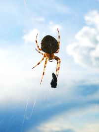Close-up of spider on web against sky