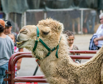 Side view of camel