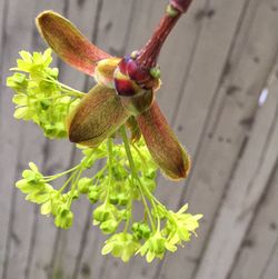 Close-up of plant against blurred background