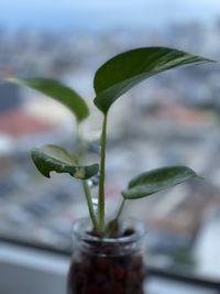 Close-up of potted plant