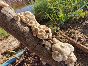 Close-up of mushroom growing on tree