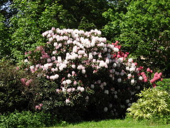 View of flowering plants in garden
