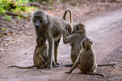 Female olive baboon groomed by three others