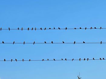 Flock of birds perching on cable