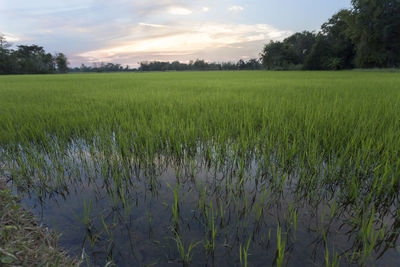 Scenic view of rice field against sky