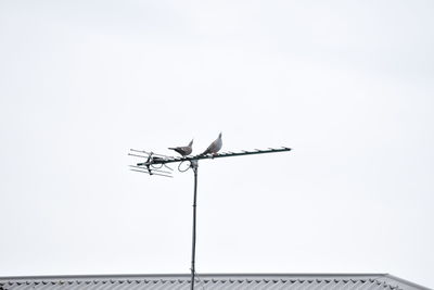 Low angle view of bird flying against clear sky