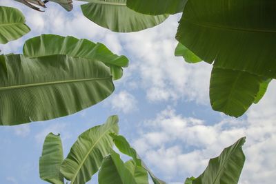 Low angle view of green banana leaves against sky