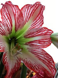 Close-up of red lily