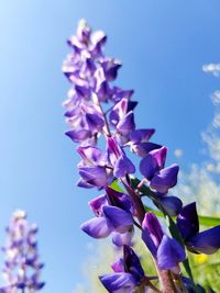 Close-up of purple flower tree against sky