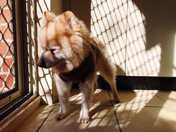 Close-up of pig in cage