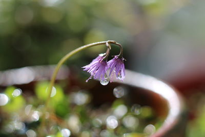 Close-up of insect on purple flower