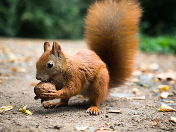 Close-up of squirrel on rock
