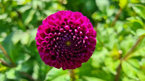 Close-up of pink rose flower