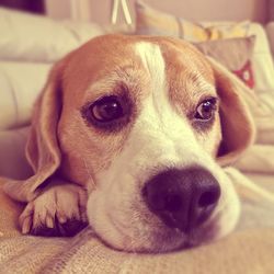 Close-up portrait of a dog