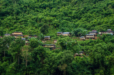 High angle view of trees in forest