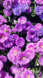 Full frame shot of purple flowers