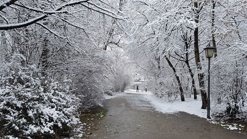 Road amidst bare trees during winter