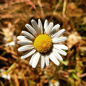 Close-up of white daisy