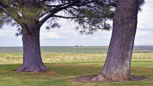 Tree trunk on field against sky
