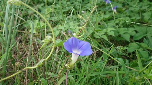 High angle view of purple flower blooming on field