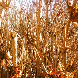 Close-up of plants growing on field