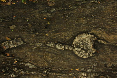 Full frame shot of lizard on tree trunk