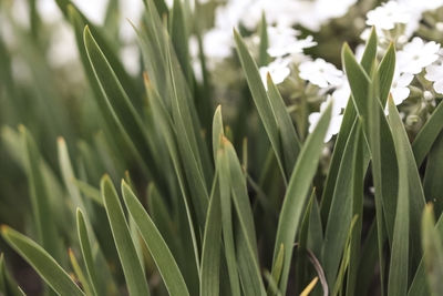 Close-up of fresh green plants on field