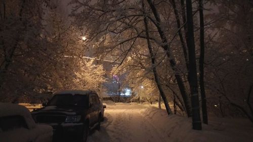 Snow covered trees at night