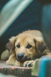 Close-up portrait of a dog